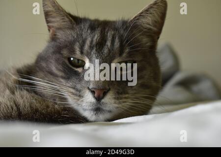 Meine nette und freundliche Nachbarkatze Stockfoto