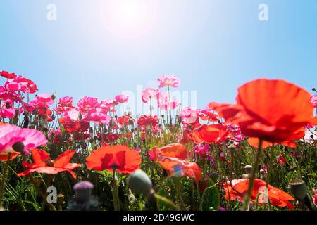 Low-Angle-Aufnahme des klaren blauen Himmels und Mohn Felder Stockfoto