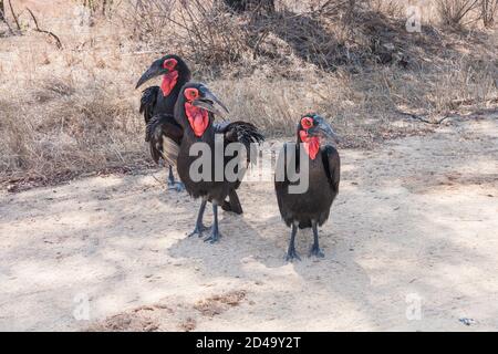 Die Gruppe der südlichen Erdhornvögel (Bucorvus leadbeateri) steht zusammen auf der Straße im Krüger National Park, Südafrika Stockfoto