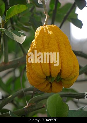 Buddhas Hand, Citrus Medica sarcodactylis, oder die gefingerte Zitrone, ist eine ungewöhnlich geformte Citronensorte, deren Frucht in fingerartige se segmentiert wird Stockfoto