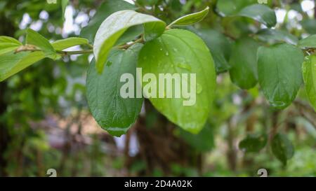 In Bangladesch ist eine der beliebtesten Saisonobst Jujube, in Bangla nennt man sie Boroi oder Kul. Es ist auch als indische Jujube bekannt. Stockfoto