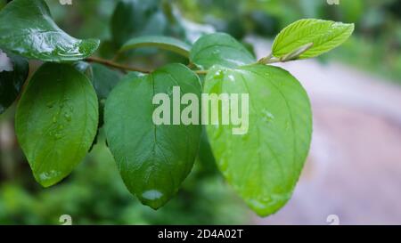 In Bangladesch ist eine der beliebtesten Saisonobst Jujube, in Bangla nennt man sie Boroi oder Kul. Es ist auch als indische Jujube bekannt. Stockfoto