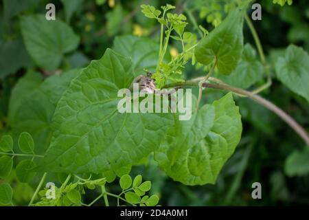 Unkraut, Jarmani Lota, Mikania Micrantha Kunth, Bittervine, Germani Lota. Moringa, Blätter (Moringa oleifera Lamk.) Stockfoto