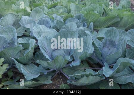 Ernte von selbst angebauten Bio-Kohlebäder (Brassica oleracea) Bedeckt mit schwarzem Netz zum Schutz vor Vögeln und Insekten In einem Gemüsegarten Stockfoto