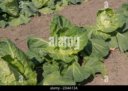 Selbst angebauter Bio-Kohl (Brassica oleracea 'Greyhound'), der auf einer Zuteilung in einem Gemüsegarten in Rural Devon, England, Großbritannien, wächst Stockfoto