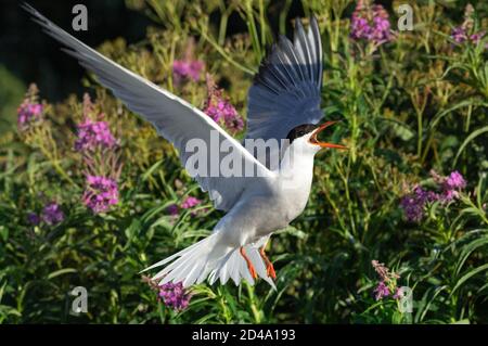 Flatternde Seeschwalbe. Seeschwalbe mit offenem Schnabel und ausbreitenden Flügeln im Flug an sonnigen Tagen. Blühende Sally Blumen auf dem Hintergrund. Erwachsene Vögel. Wissenschaft Stockfoto