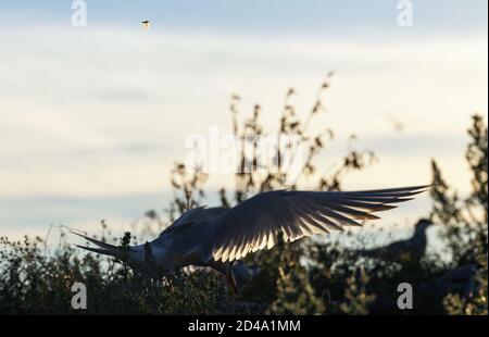 Silhouette der fliegenden Seeschwalbe. Fliegende Seeschwalbe auf dem Sonnenuntergang Himmel Hintergrund. Wissenschaftlicher Name: Sterna hirundo. Stockfoto