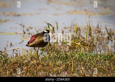 Bronze geflügelte jacana oder Metopidius indicus Porträt im Feuchtgebiet von keoladeo ghana Nationalpark oder bharatpur Vogelschutzgebiet rajasthan indien Stockfoto