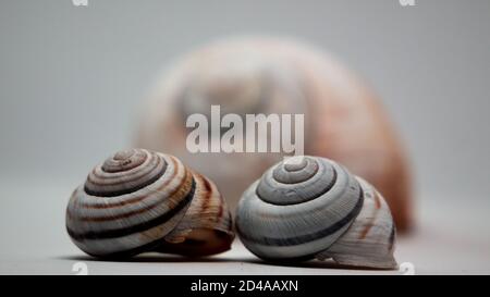 Kleine Schneckenschalen vor einer großen Schneckenschale Auf grauem Hintergrund Stockfoto