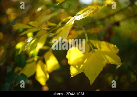 Schöne gelbe Herbstblätter auf dem Ast im sonnigen Herbstwald. Stockfoto