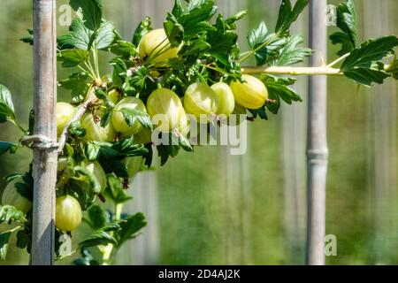 Stachelbeere Prima, Ribes uva-Crispa, reife Früchte im Busch Stockfoto