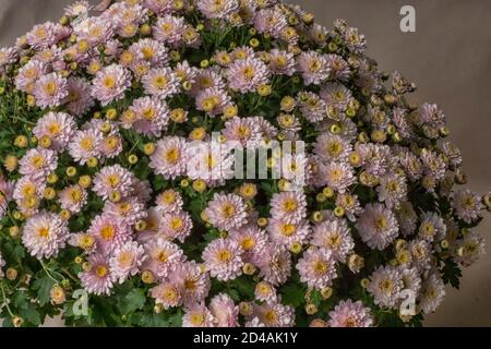 Chrysantheme Blumen in der Nähe vor einem Papier Hintergrund Stockfoto