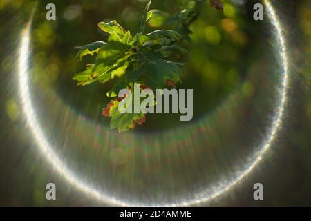 Grüne Eichenblätter auf einem Zweig in einem sonnigen Herbstwald. Stockfoto