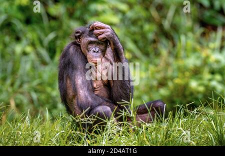 Das Bonobo Weibchen sitzt auf dem Gras. Grüner natürlicher Hintergrund. Der Bonobo, Wissenschaftlicher Name: Pan paniscus, früher Pygmäenschimpanse genannt Stockfoto