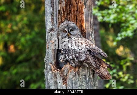 Die Eule sitzt mit kleinen Eulen im Nest in der Mulde eines alten Baumes. Der Uralkauz (Strix uralensis). Sommerwald. Natürlicher Lebensraum. Stockfoto