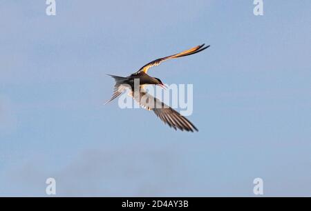 Erwachsene Seeschwalbe mit offenem Schnabel im Flug im Sonnenuntergang Licht auf dem blauen Himmel Hintergrund. Nahaufnahme. Wissenschaftlicher Name: Sterna hirundo. Stockfoto