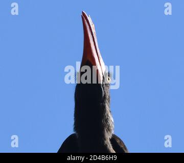 Die herrlichen Wimpern eines männlichen gekrönten Hornbills (Lophoceros alboterminatus) sind modifizierte Federn, die die Augen der Vögel schützen. Kilimandscharo National Stockfoto