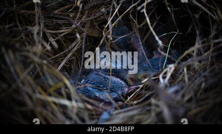 Nestlinge in einem Nest warten auf ihre Mutter für Nahrung Stockfoto