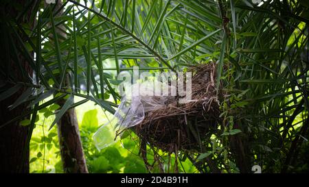 Ein Vogelnest ist der Ort, an dem ein Vogel seine Eier legt und brütet und seine Jungen aufzieht. Stockfoto