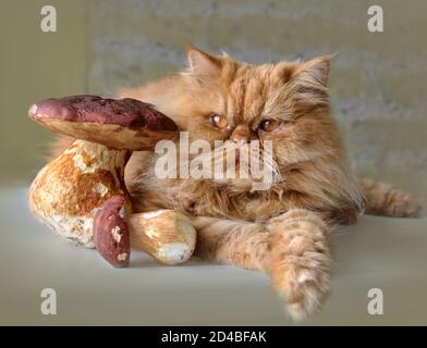 Rote Katze, die auf einem Tisch neben den Pilzen liegt. Stockfoto