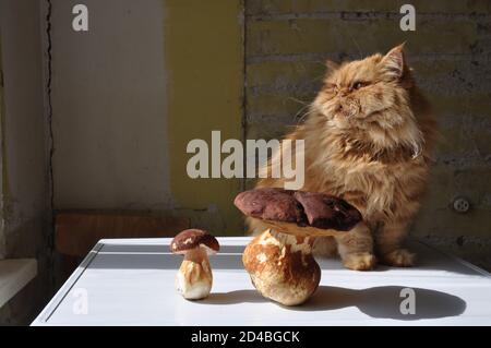 Rote Katze, die auf einem Tisch neben den Pilzen liegt. Stockfoto