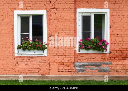 Zwei weiße Fenster in alten roten Ziegelwand mit Topfblumen, Hintergrund Foto Textur Stockfoto