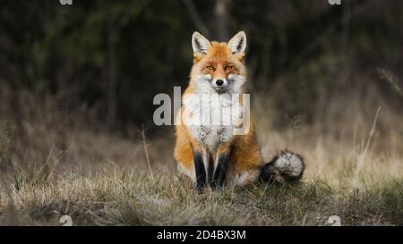 Ruhiger Rotfuchs auf Wiese im Herbst Natur sitzen. Stockfoto