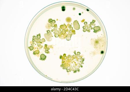 Mischung aus Bakterienkolonien und Pilzen in verschiedenen Petrischalen Stockfoto