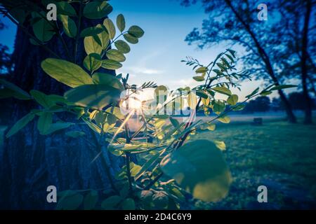 Sonnenstrahlen durchziehen das Baumlaub Stockfoto