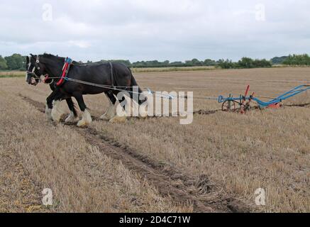 Zwei Heavy Shire Pferde ziehen einen handgelenkten Pflug. Stockfoto