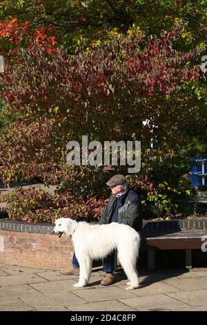 Tenterden, Kent, Großbritannien. 09 Oktober 2020. UK Wetter: Ein trockener und sonniger Tag in der Stadt Tenterden in Kent. Ein Mann mit einem Rettungshund sitzt auf einer Bank und genießt den schönen Sonnenschein inmitten der herbstlichen Farben der Bäume dahinter. Foto-Kredit: Paul Lawrenson/Alamy Live Nachrichten Stockfoto