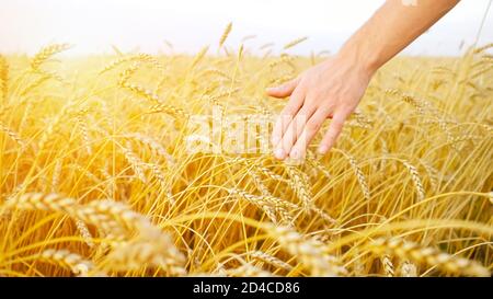 Nahaufnahme einer männlichen Hand, die sich auf Ähren von reifem Weizen in einem Feld bewegt, Raum kopieren Stockfoto