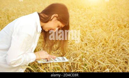 Frau Agronomin mit Tablette analysiert Ähren von Weizen auf dem Feld, Copyspace Stockfoto