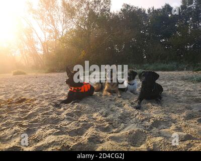 Vier nasse Hunde ruhen am Strand in der Morgensonne nach dem Schwimmen. Stockfoto