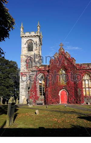 Edinburgh, Schottland, Großbritannien. Oktober 2020. Liberton Kirk erstraht in der Herbstfarbe des roten Efeus, der an einem klaren, sonnigen Tag gegen den blauen Himmel am frühen Morgen kontrastiert. Kredit: Craig Brown/Alamy Live Nachrichten Stockfoto