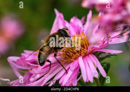 Farbenfrohe, Nahaufnahme Seitenansicht Detail einer Drohnen-Hover-Fliege (Eristalis tenax), die an einem warmen Oktobertag an einer rosa Gartenblume füttert. Stockfoto