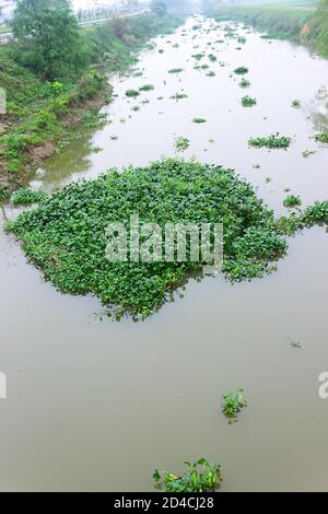 Wasserhyazinthe (Eichhornia) wächst auf dem Fluss. Es ist invasive Pflanzenarten aus Amerika. Pflanze reinigt Reservoir von Phosphaten, aber verhindert die Navigation. Stockfoto