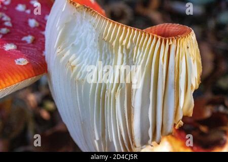 Close up Gill Detail einer Knabberte Fly Agaric Pilz (Amanita muscaria) in einer Birke wächst. Great Torrington, Devon, England. Stockfoto