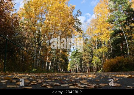Indischer Sommer in einem Birkenhain. Gefallene gelbe Birkenblätter auf dem Asphalt im Park aus nächster Nähe. Herbsthintergrund. Stockfoto