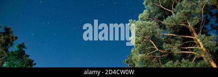 Panoramablick auf Bäume und Sternenhimmel bei Nacht Stockfoto