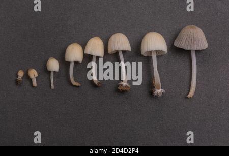 Nahaufnahme von frischen Pilzen, die nach Regen im Freien wachsen Stockfoto