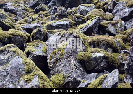 Große alte Felsen und grünes Moos Stockfoto