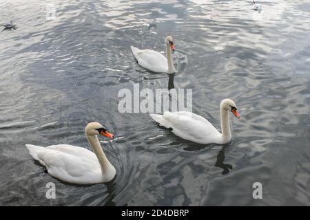 Drei wunderschöne weiße Schwäne schweben in der Limmat, Zürich Schweiz Stockfoto