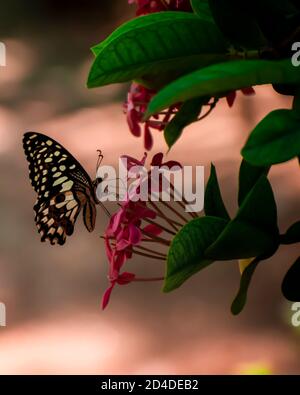 Bunte Schmetterling auf einer Blume suchen schön und Attraktive Aufnahme in einem Garten / Park Stockfoto
