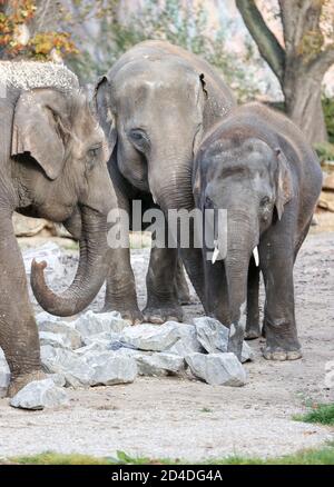 Leipzig, Deutschland. September 2020. Drei der fünf asiatischen Elefanten Astra (l-r), Kewa und Edgar aus dem Berliner Zoo erkunden das Elefantengehege in Leipzig. Die Berliner bauen das ehemalige Dickhäuterhaus um und wollen Europas modernste Einrichtung für afrikanische Elefanten bauen. Zu diesem Zweck wurden die asiatischen Elefanten an andere Zoos verteilt. Vier asiatische Elefanten leben bereits im Leipziger Elefantentempel Ganesha Mandir und sollen nun mit den Berlinern eine neue Herde bilden. Quelle: Jan Woitas/dpa-Zentralbild/dpa/Alamy Live News Stockfoto