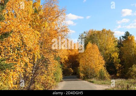 Indian Summer - ein Asphaltweg in einem Stadtpark zwischen Bäumen mit hellgelben und orangefarbenen Laub. Herbsthintergrund. Stockfoto