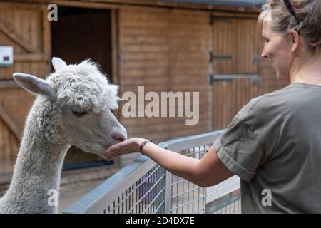 Am 22. September 2020 füttert eine Frau einen Alpaka auf der Vauxhall City Farm in Vauxhall im Vereinigten Königreich. Foto von Sam Mellish Stockfoto