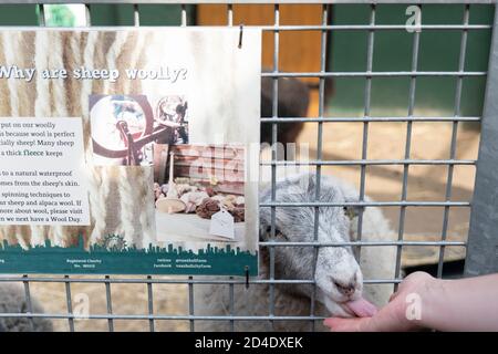 Eine Hand füttert ein Schaf auf Vauxhall City Farm am 22. September 2020 in Vauxhall im Vereinigten Königreich. Foto von Sam Mellish Stockfoto