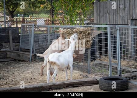 Zwei Ziegen füttern auf der Vauxhall City Farm am 22. September 2020 in Vauxhall im Vereinigten Königreich. Foto von Sam Mellish Stockfoto