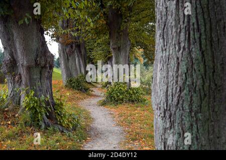 Schmale Allee oder allee mit alten Linden auf beiden Seiten und einem kurvenreichen Fußweg im Frühherbst, Warin, Mecklenburg-Vorpommern, Deutschland, auswählen Stockfoto